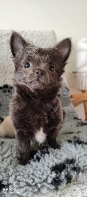 Tobias 